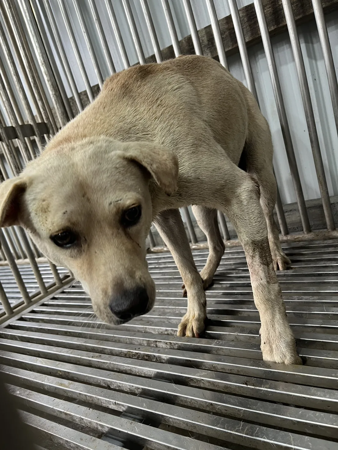 混種犬