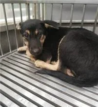 混種犬