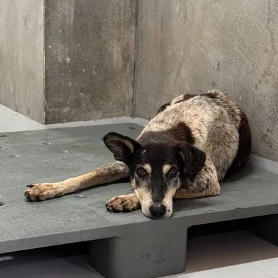 混種犬