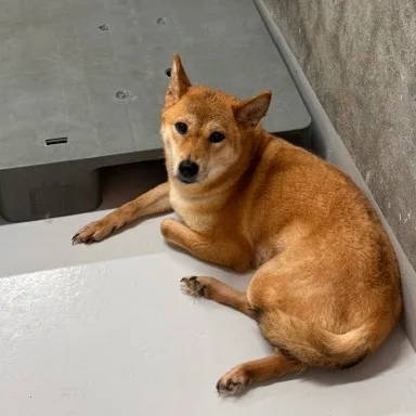 柴犬