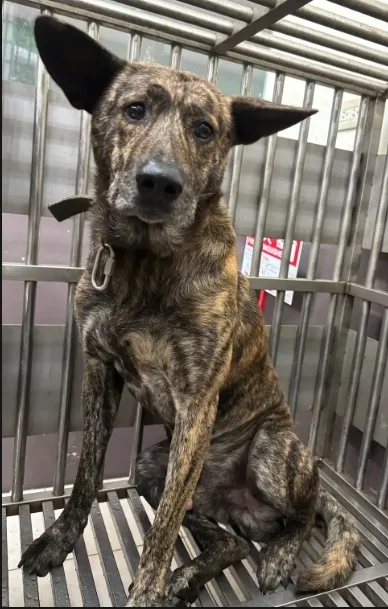 混種犬