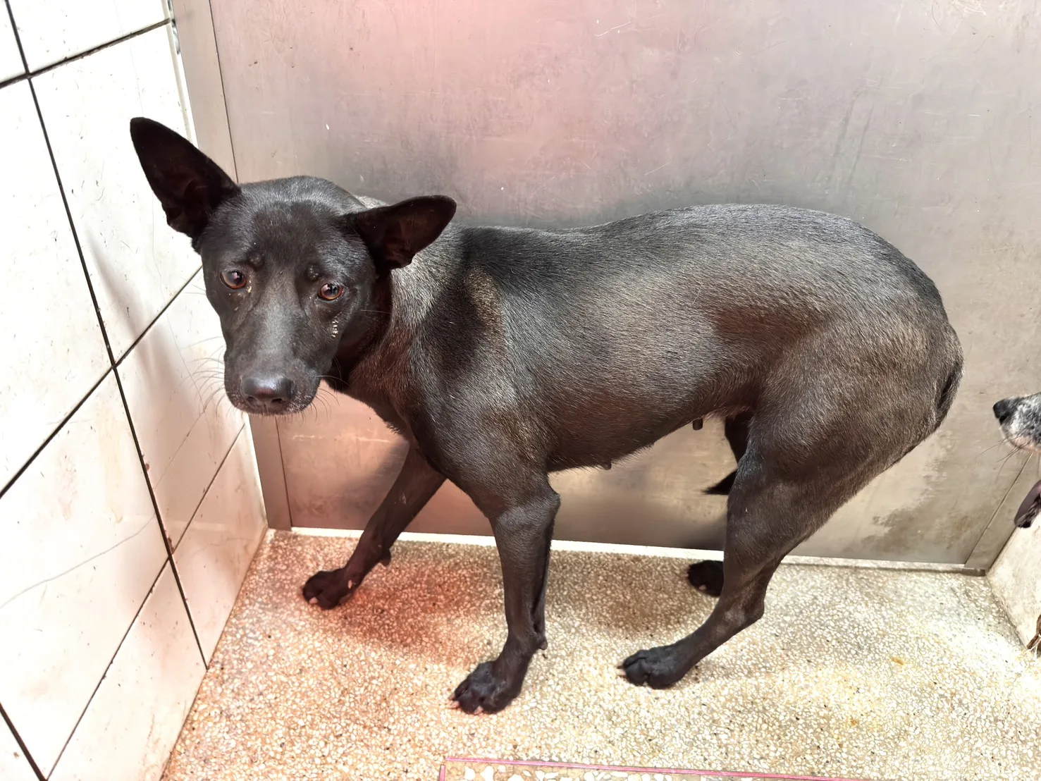 混種犬