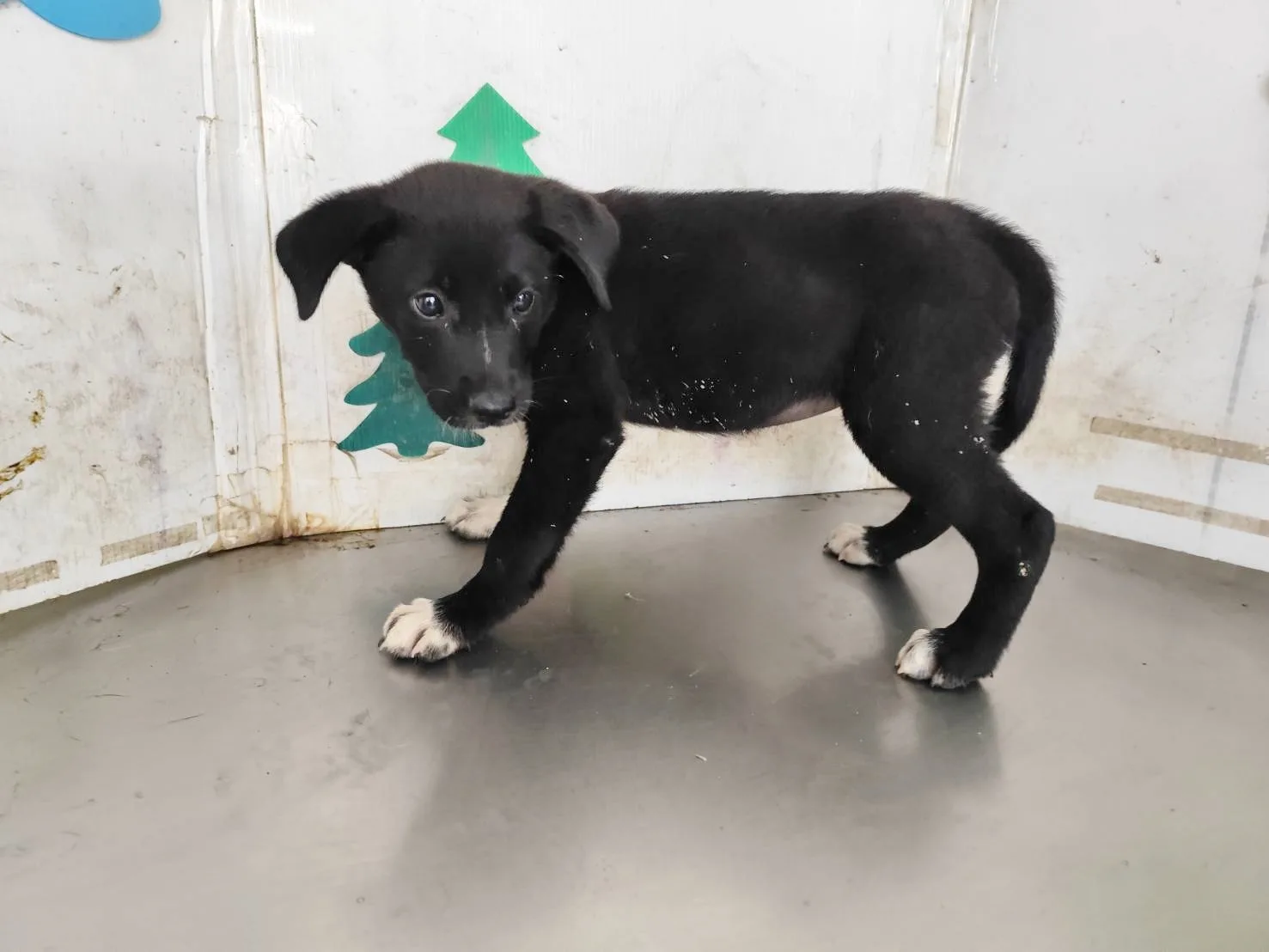 混種犬