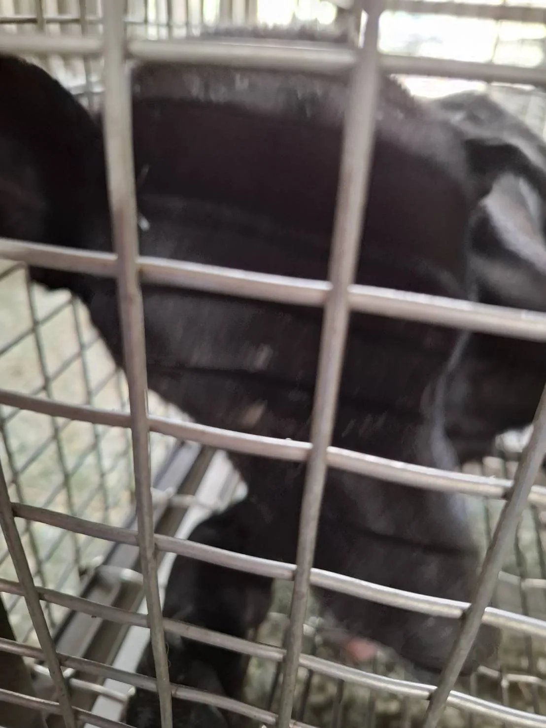 混種犬