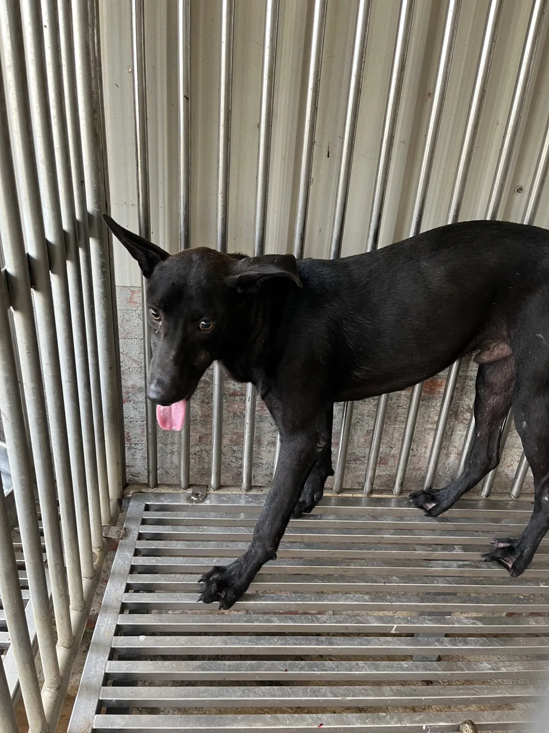 混種犬