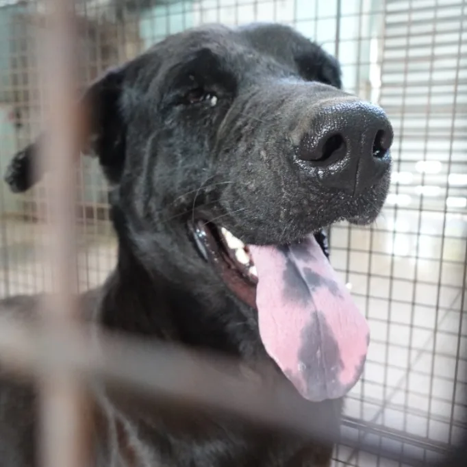 混種犬