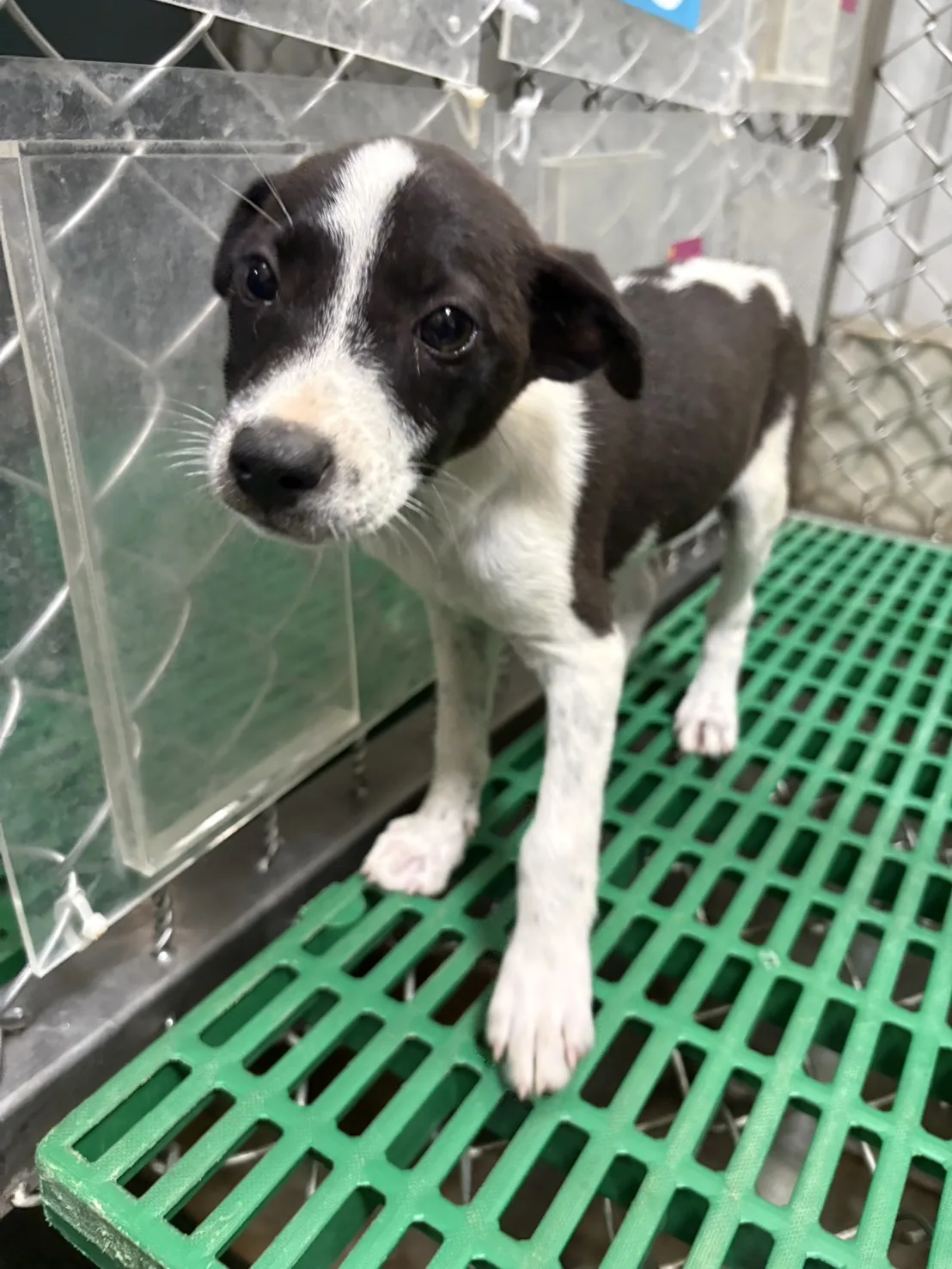 混種犬