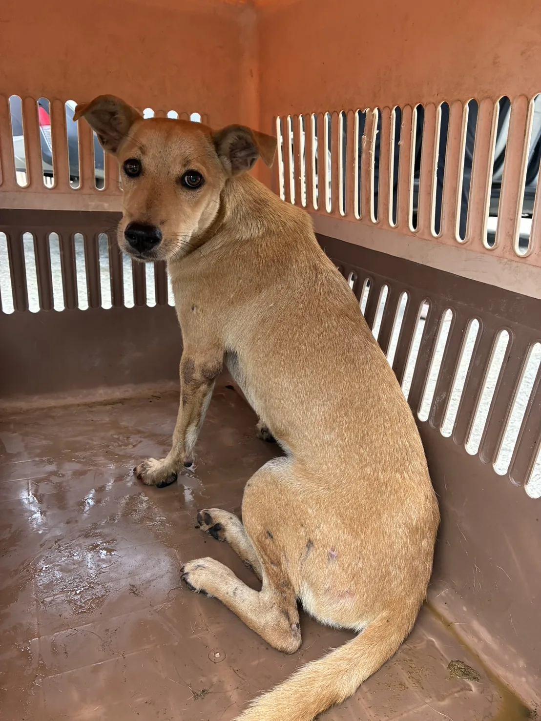 混種犬