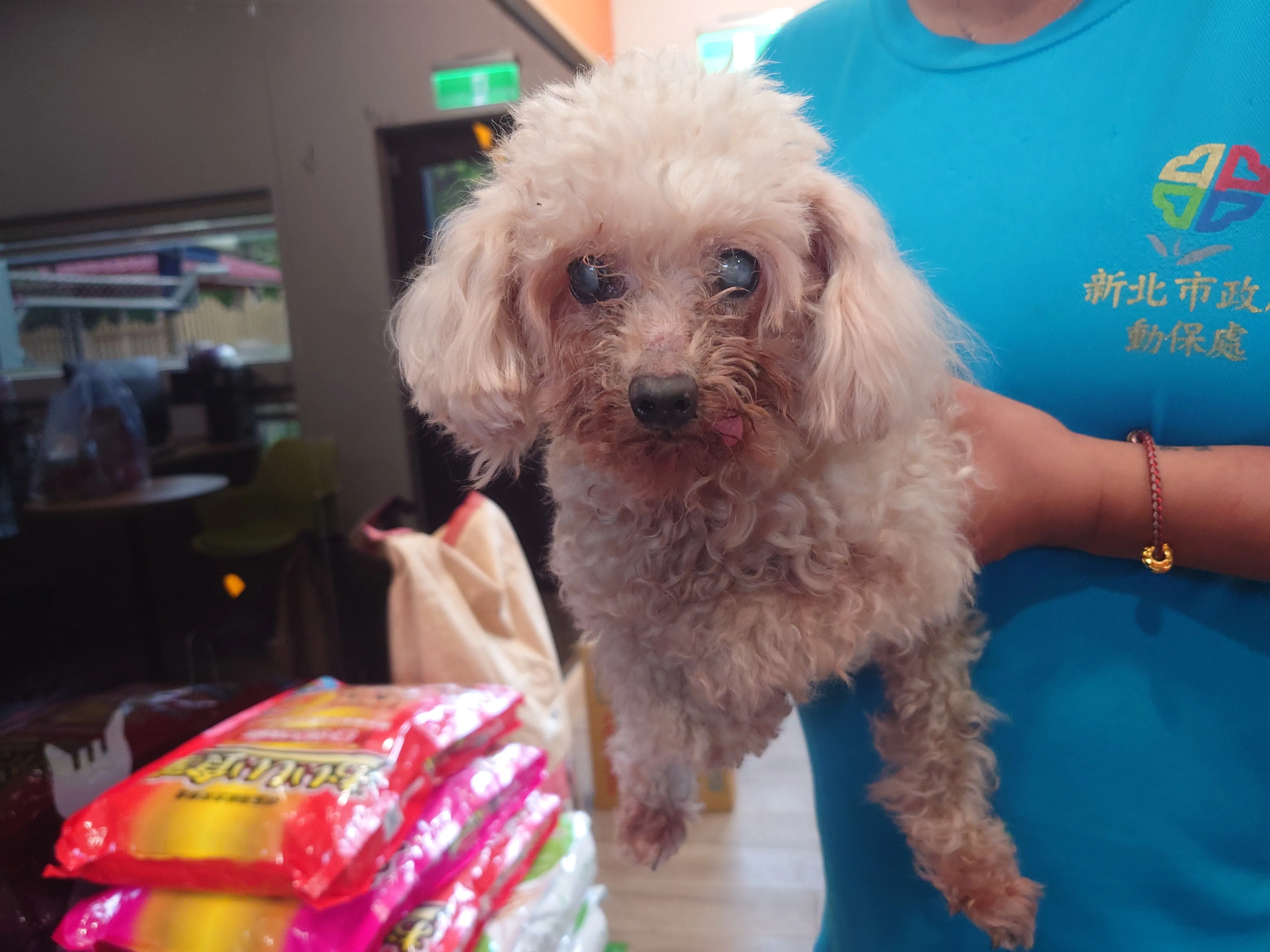 貴賓犬