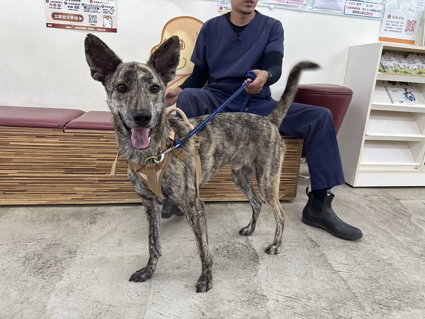 混種犬