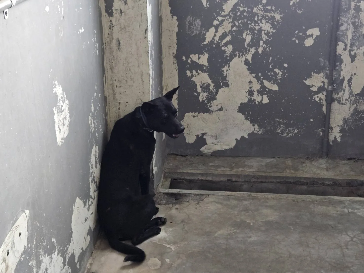 混種犬