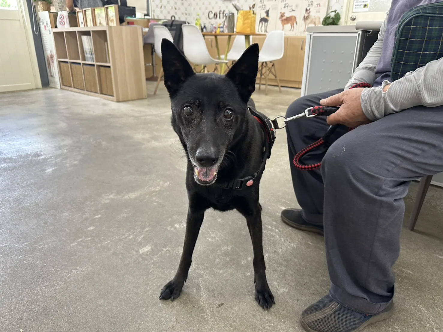 混種犬