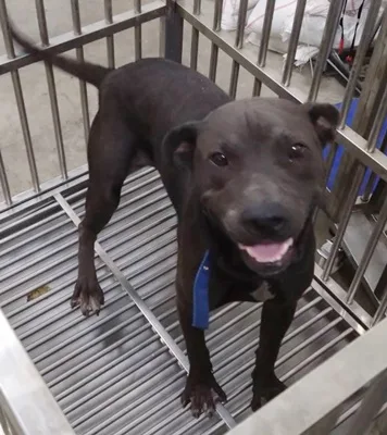 混種犬