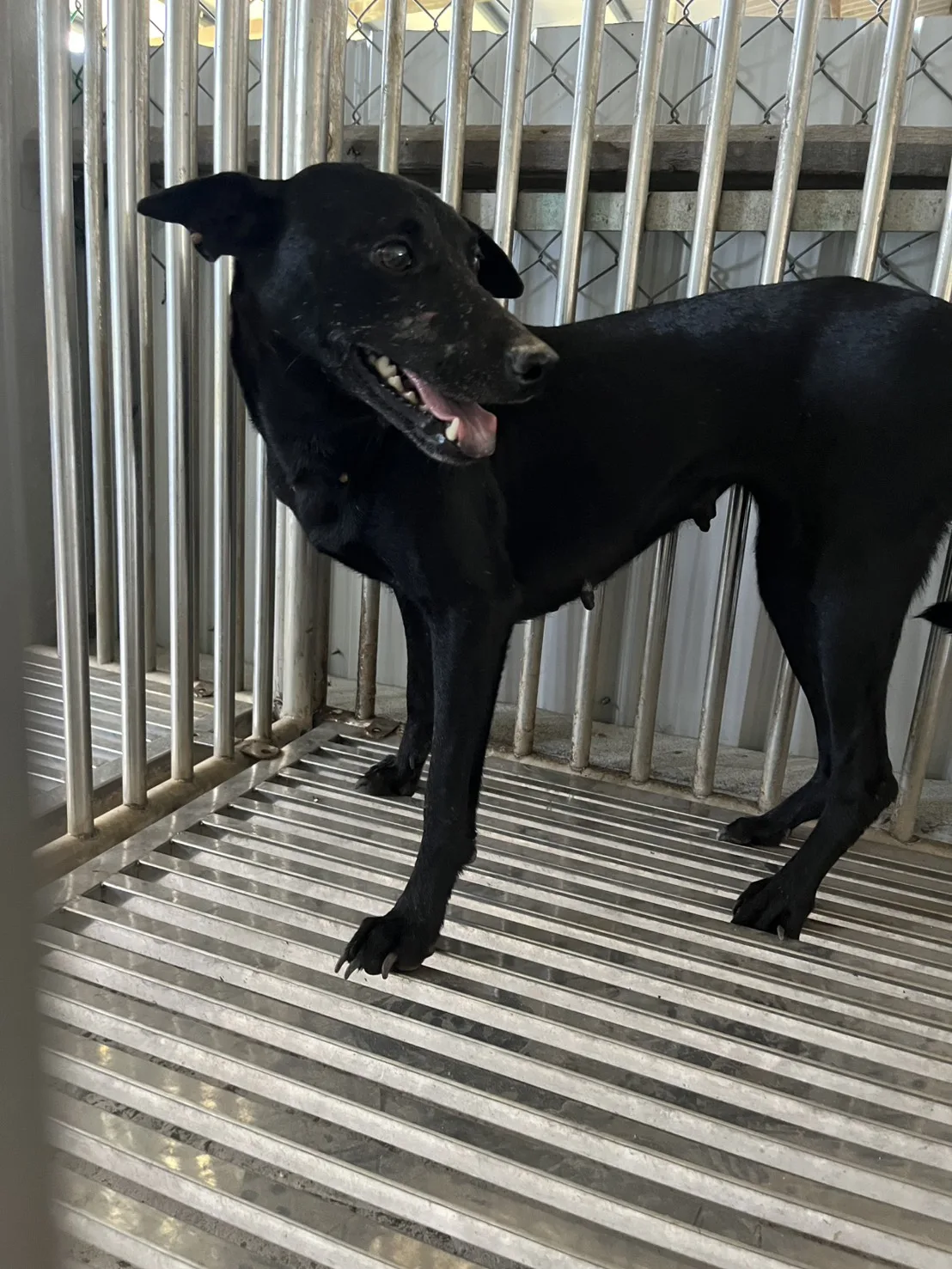 混種犬