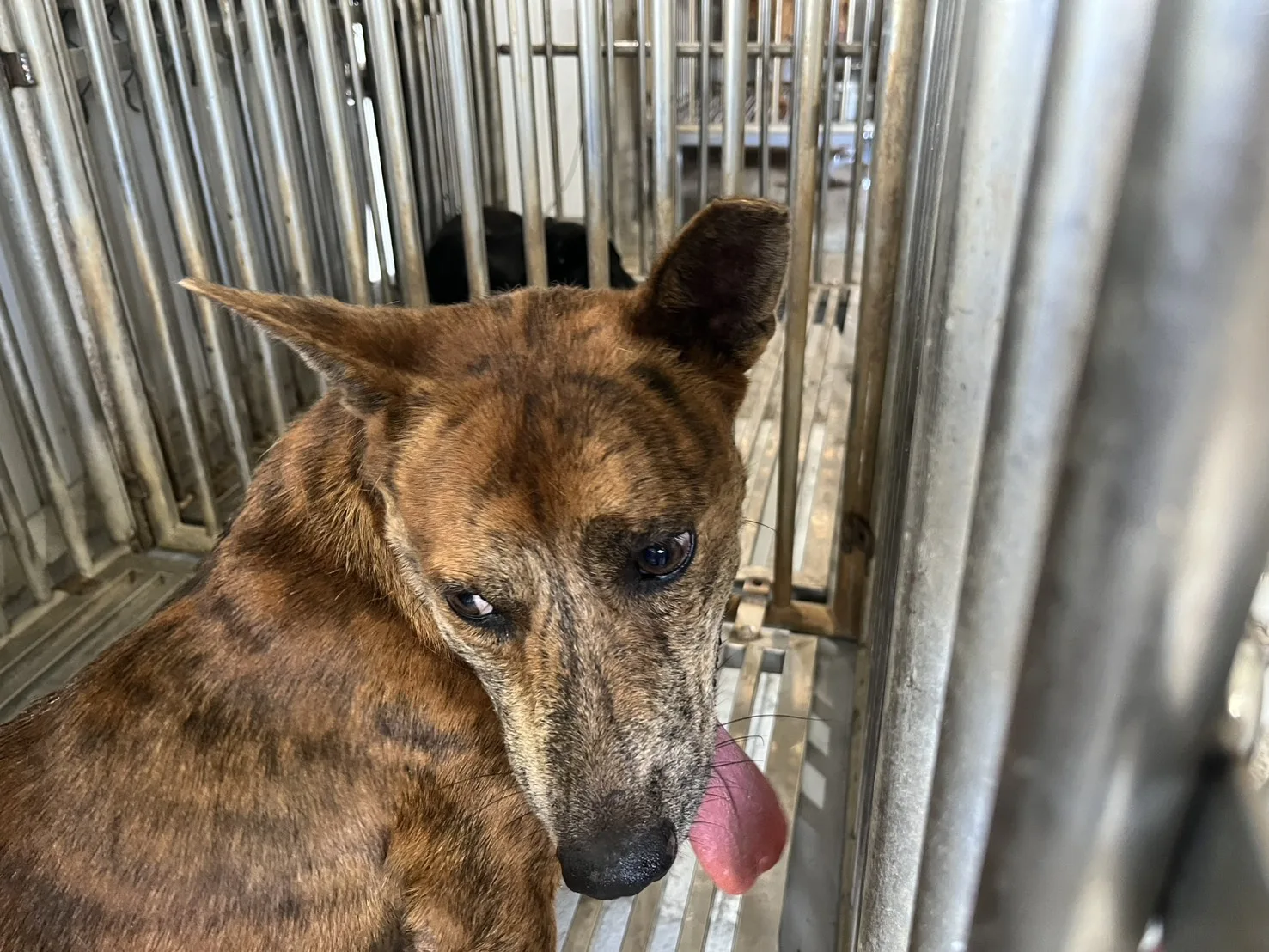 混種犬