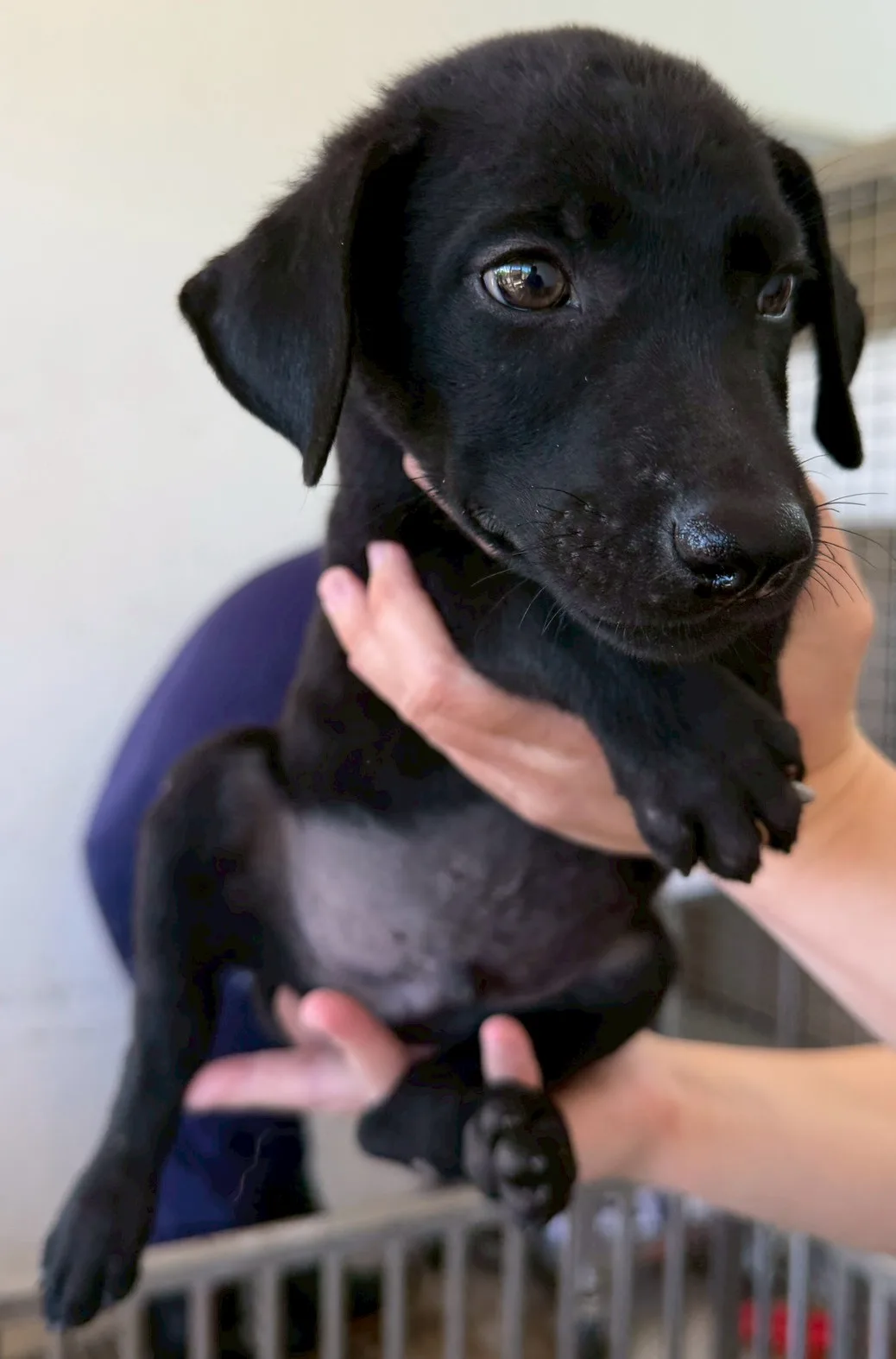 混種犬