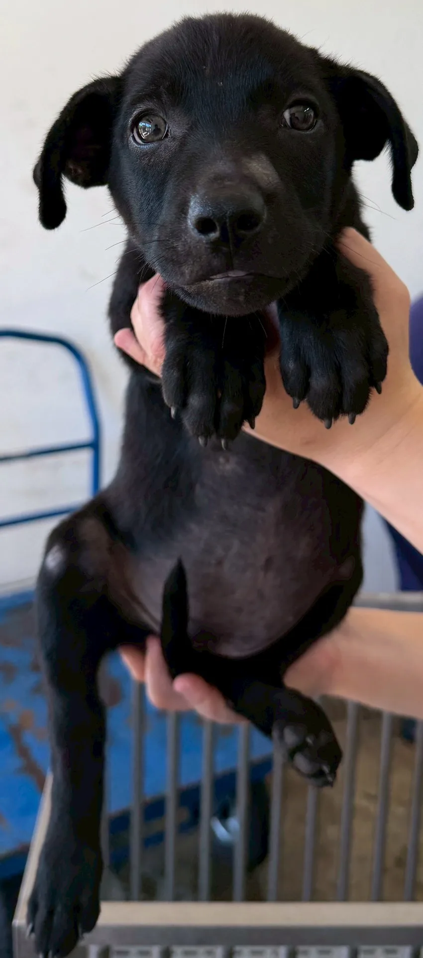 混種犬