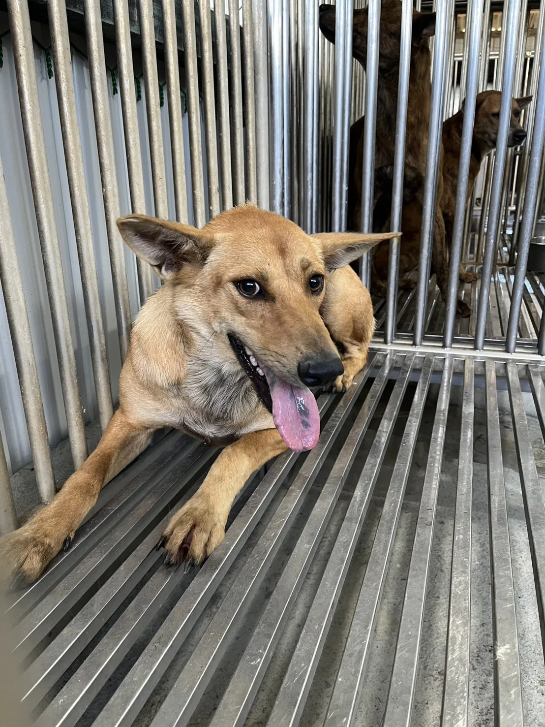 混種犬