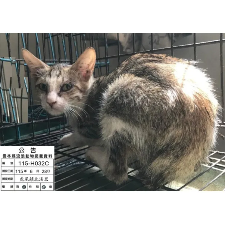 混種貓