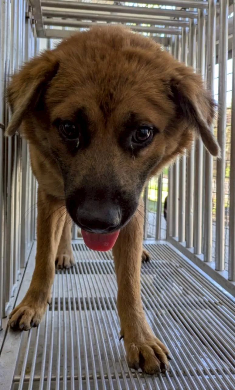 混種犬