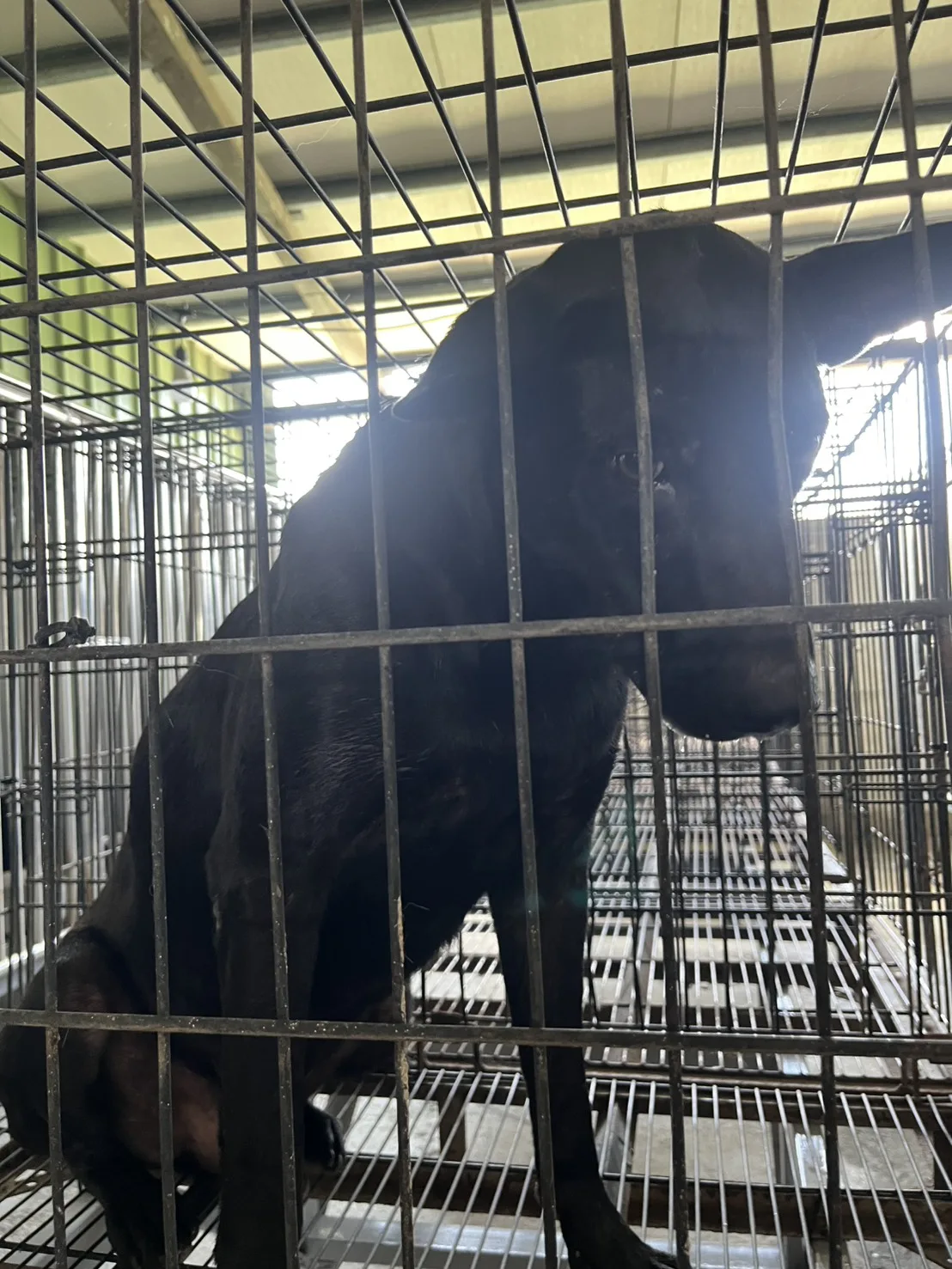 混種犬