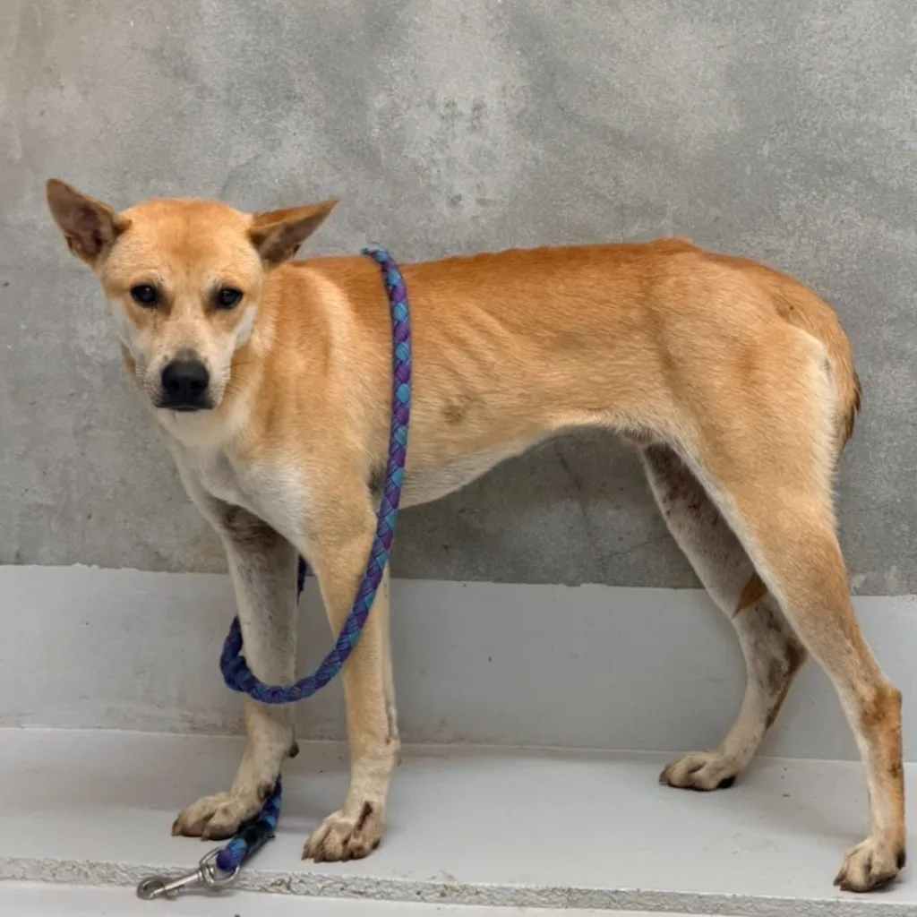 混種犬