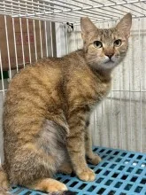 混種貓