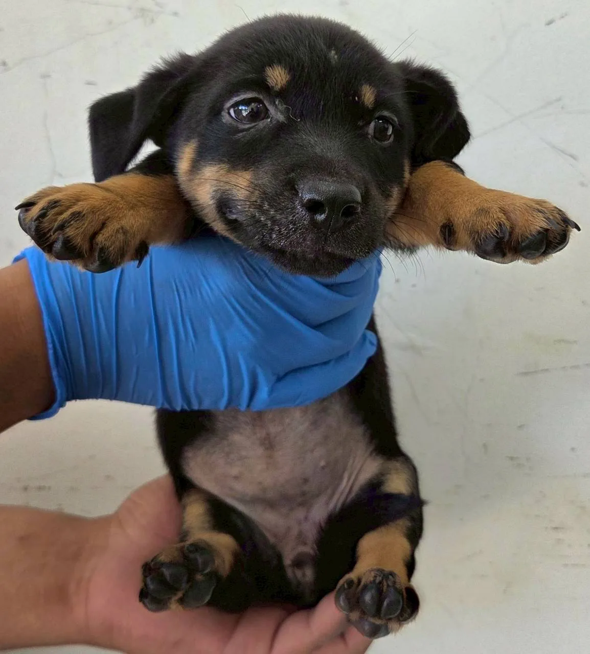 混種犬