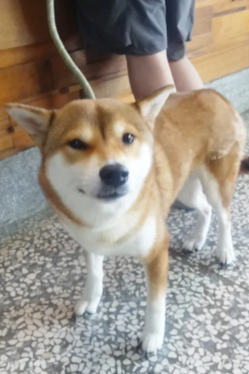 柴犬