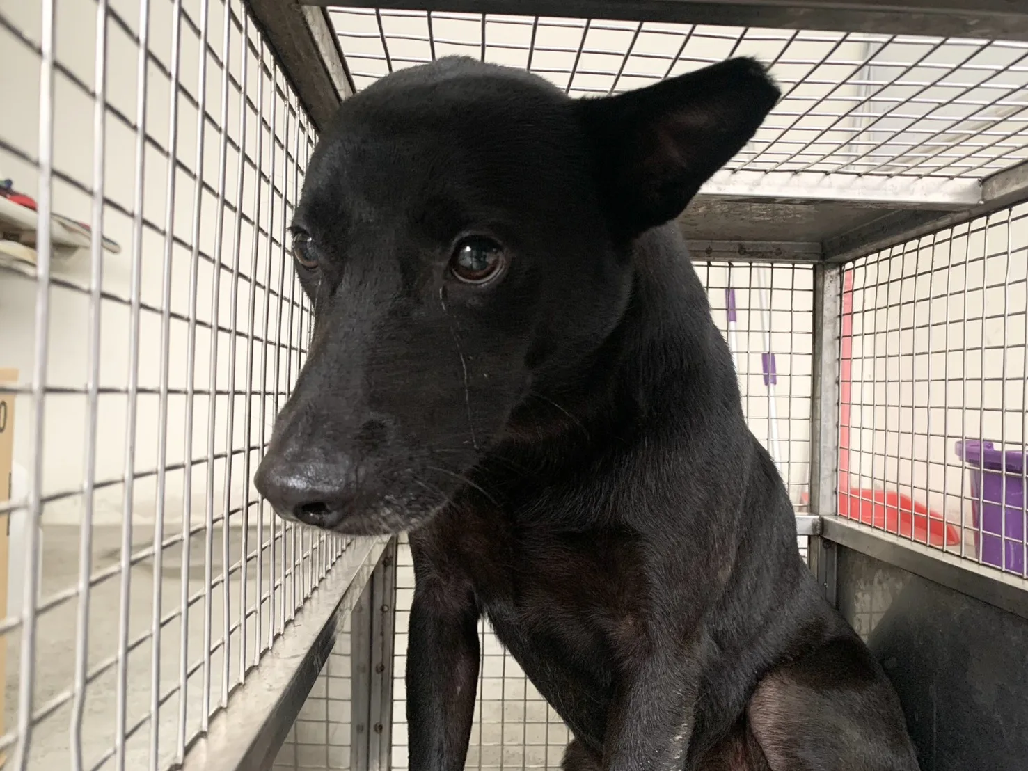 混種犬