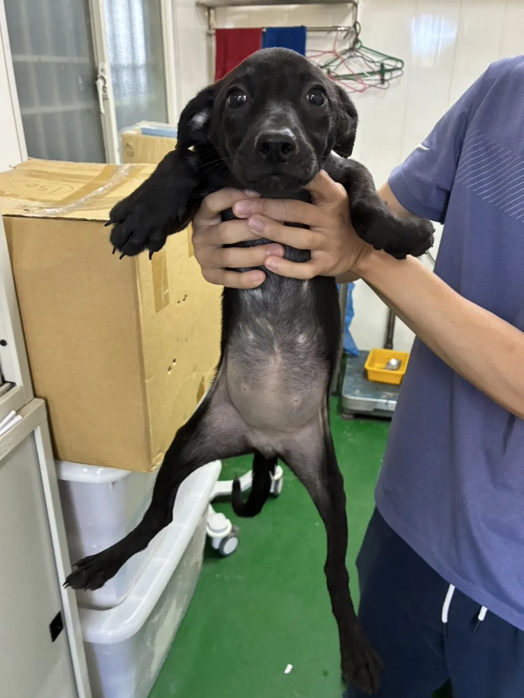 混種犬