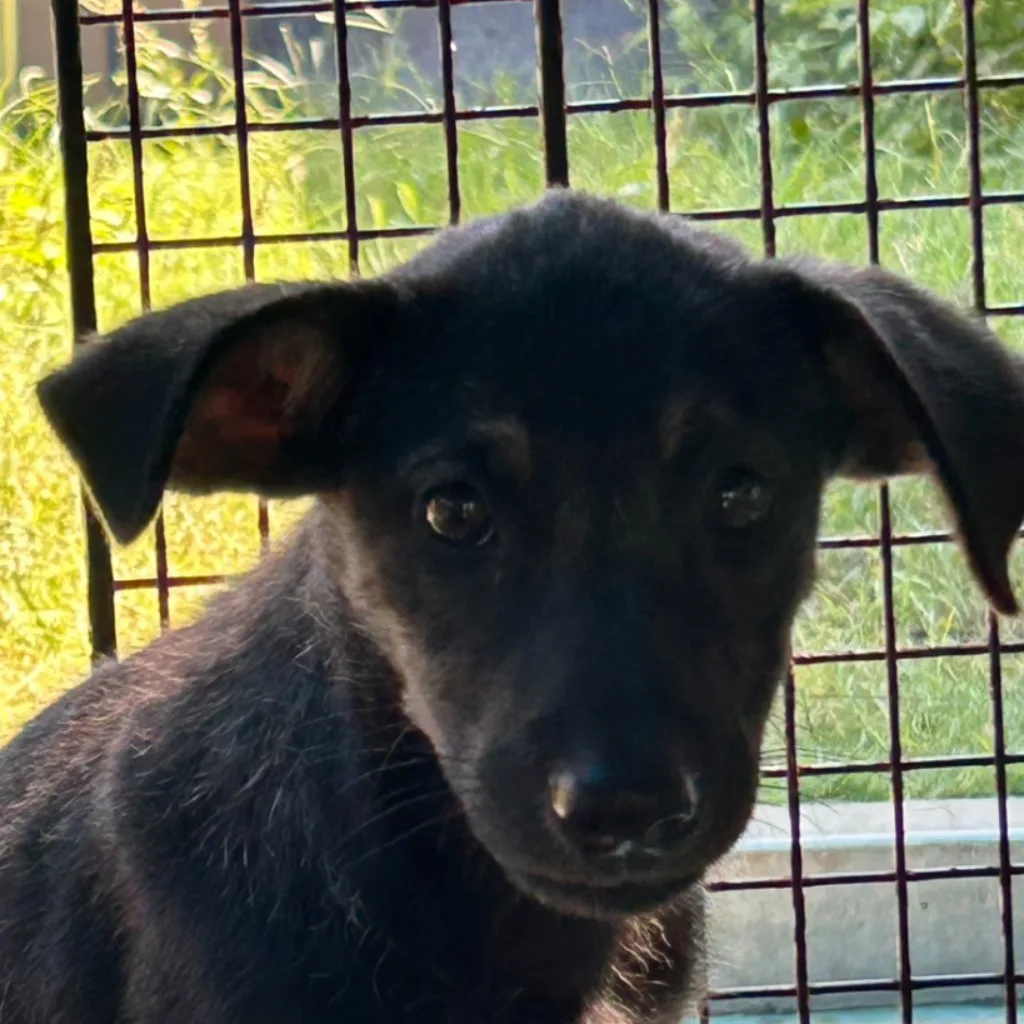 混種犬