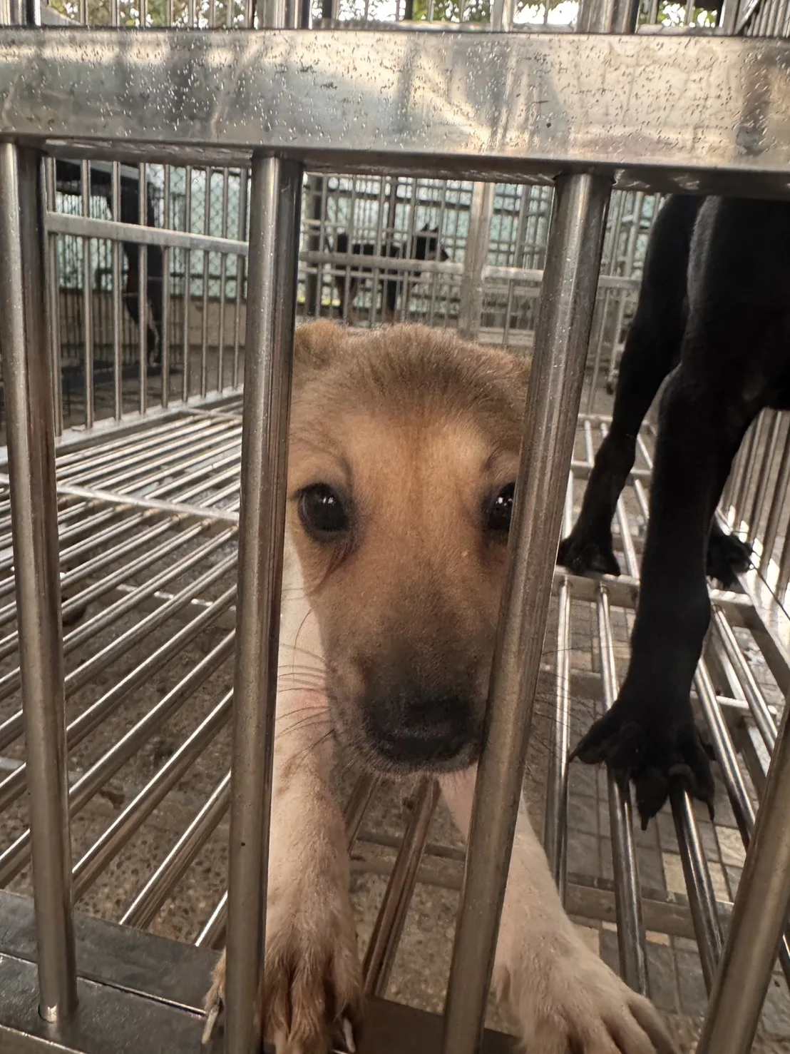 混種犬