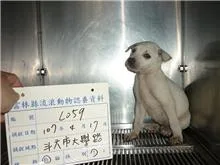 混種犬