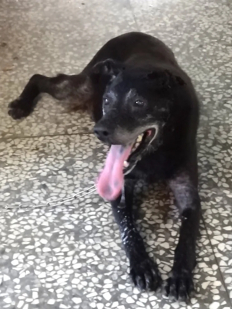 混種犬