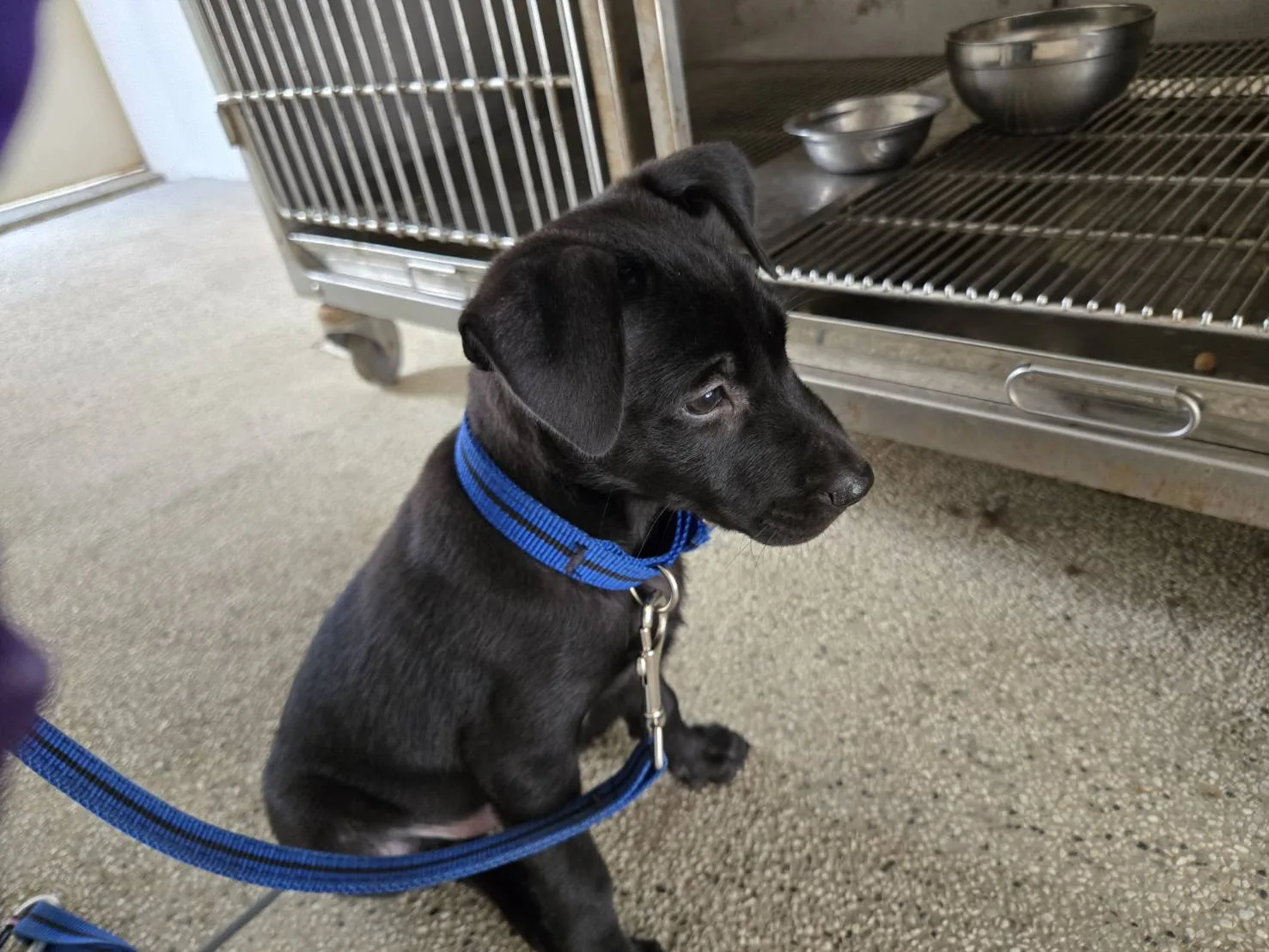 混種犬