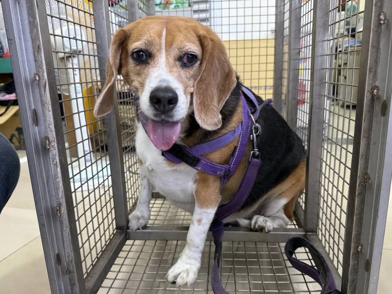 米格魯犬