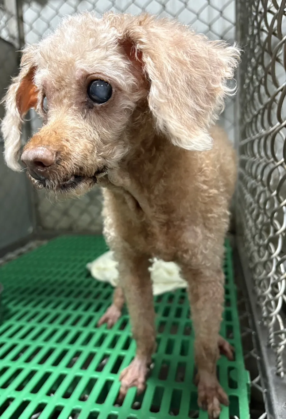 貴賓犬