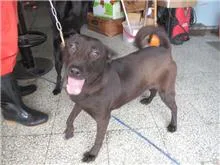 混種犬