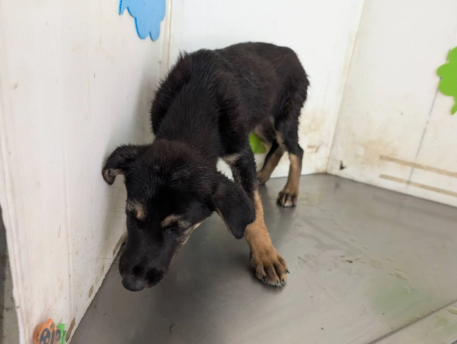 混種犬