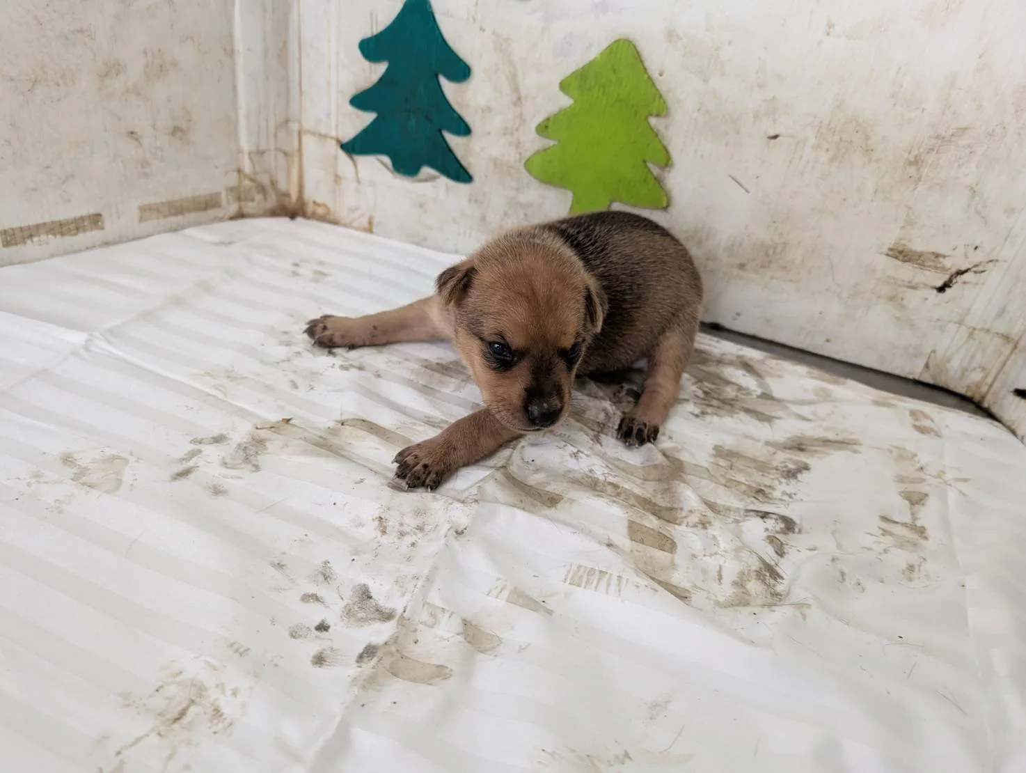 混種犬