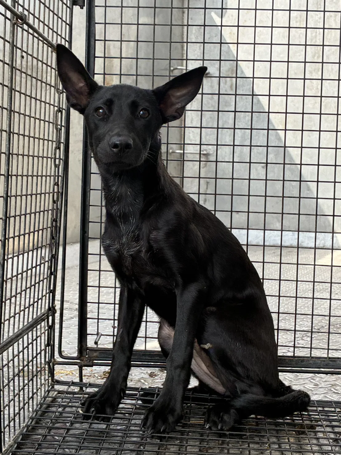 混種犬