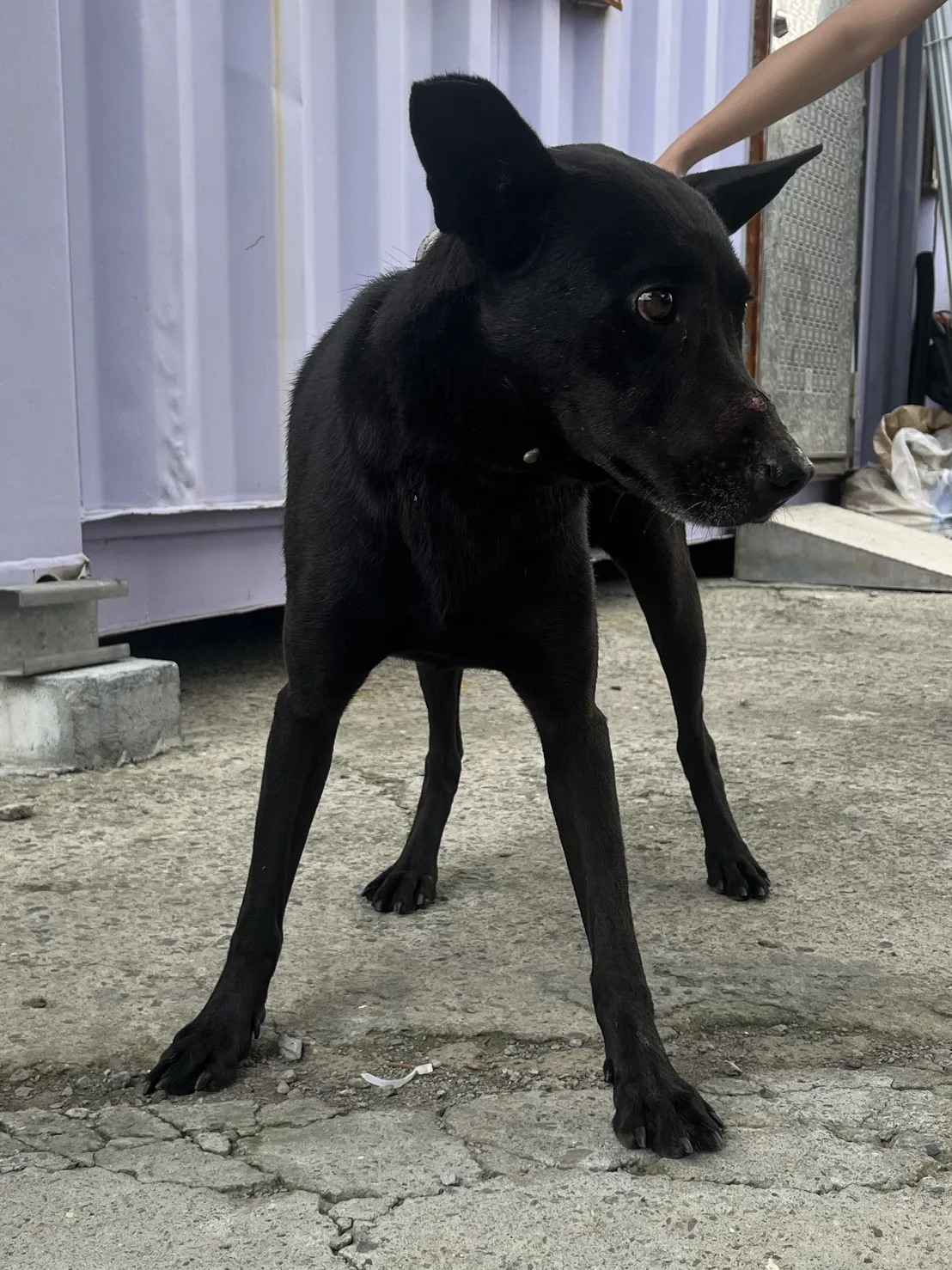 混種犬