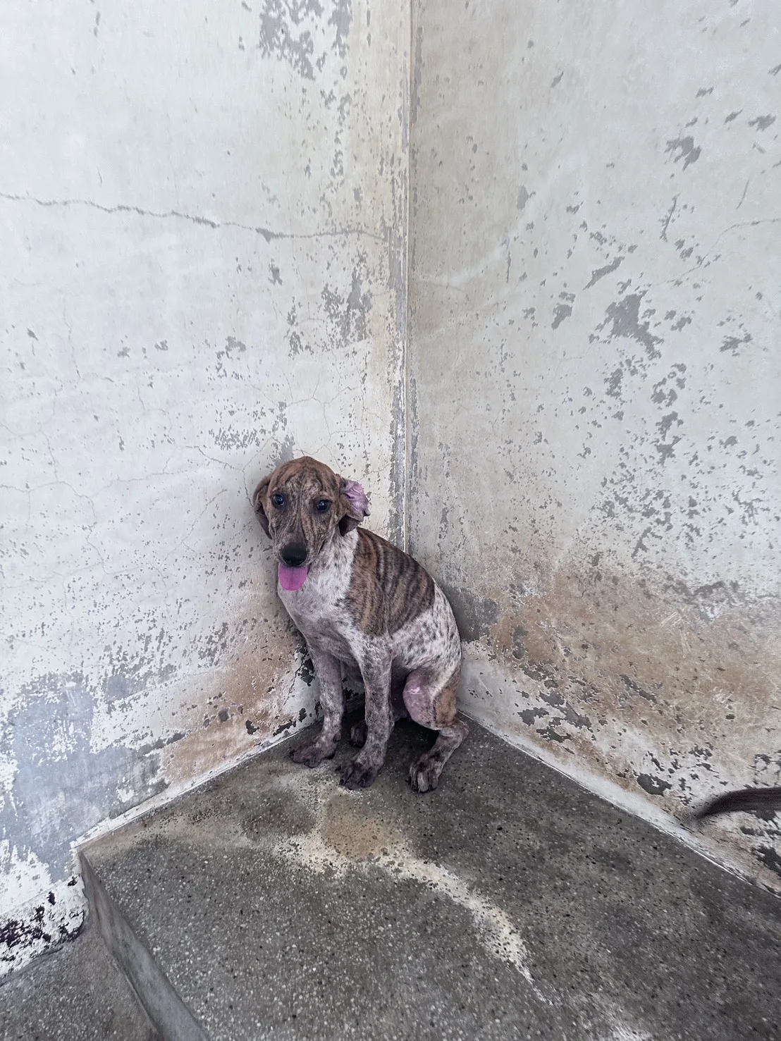混種犬