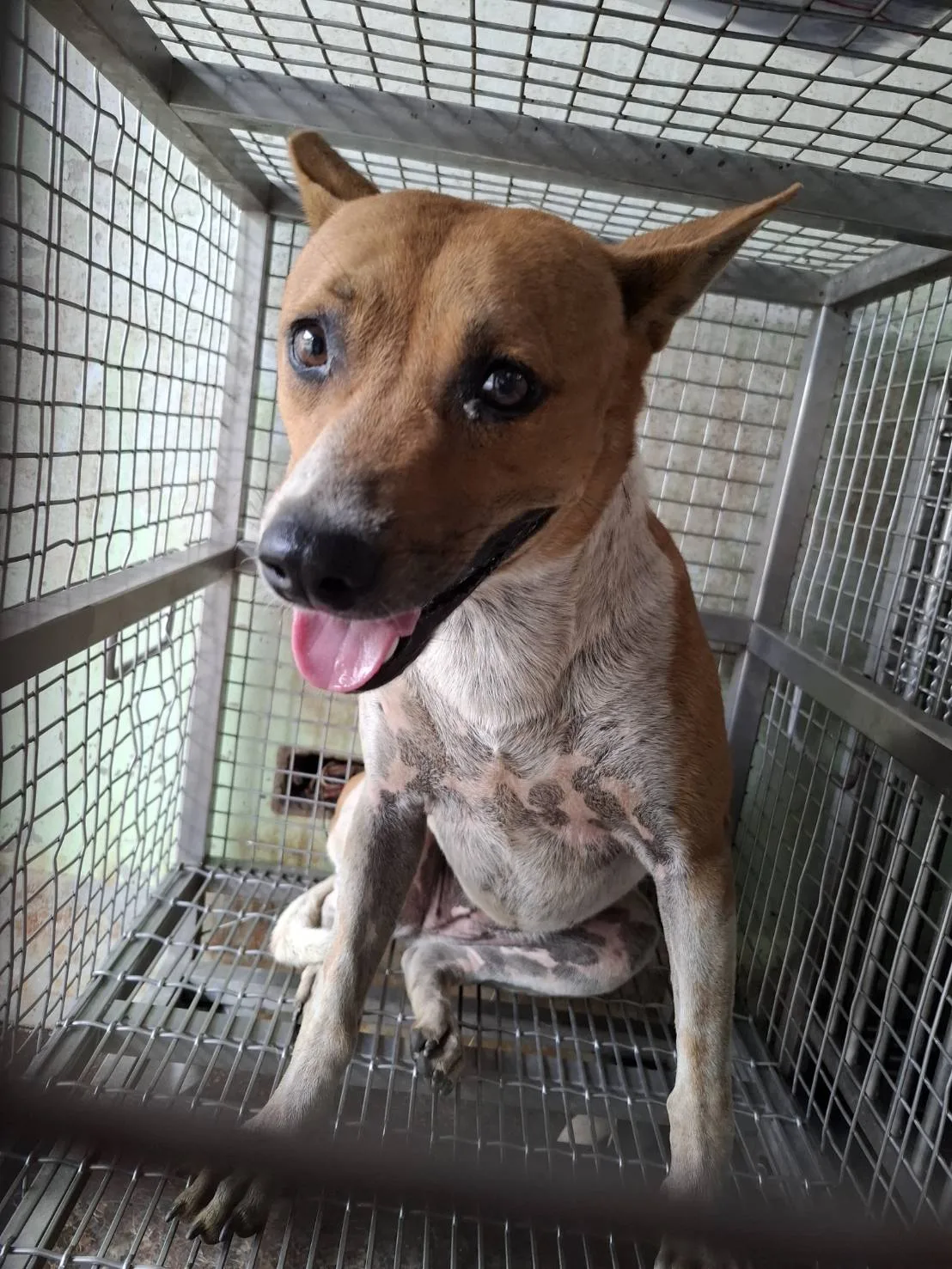 混種犬