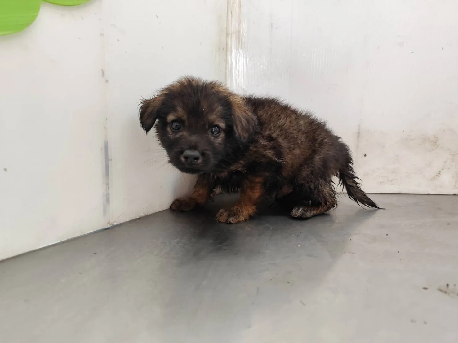 混種犬