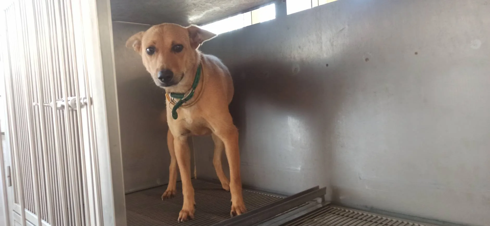 混種犬