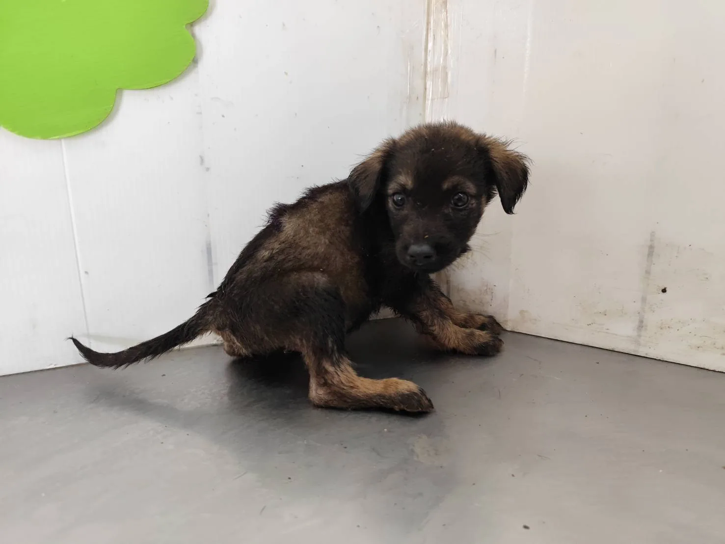 混種犬