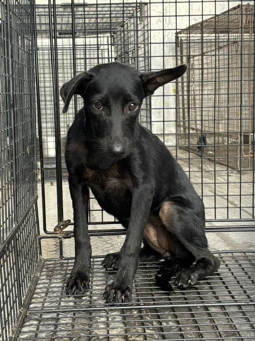 混種犬