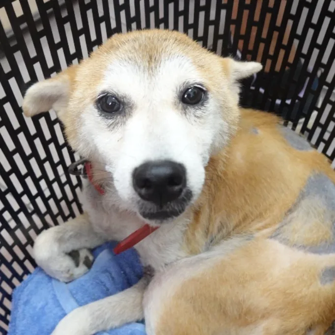 柴犬
